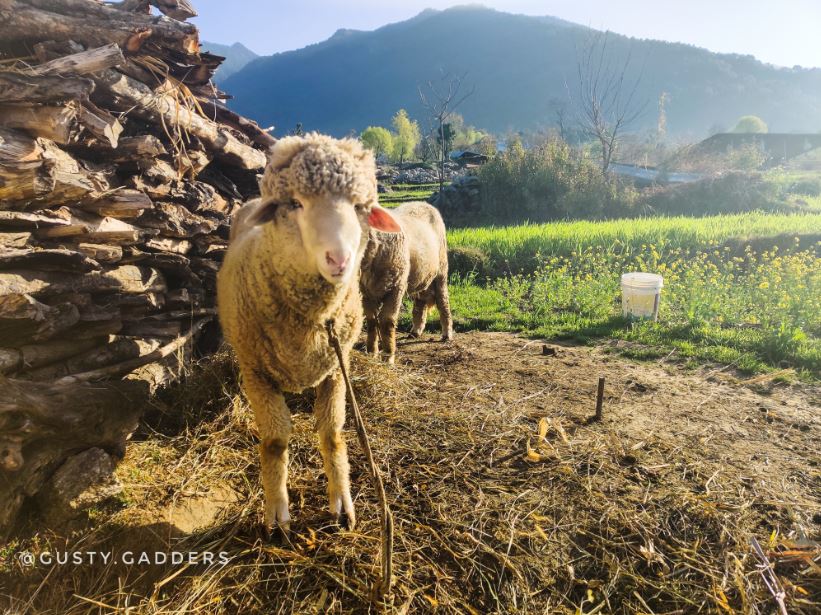 A sheep in the rural area of Bir Billing