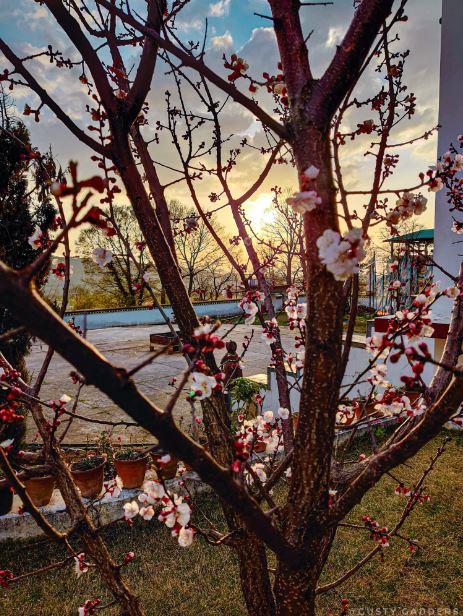 Sunset at Tsering Jong Monastery, Bir