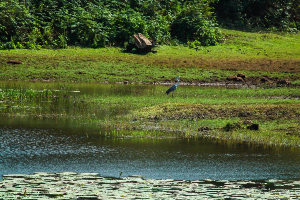 A-Bird-Sitting-Near-Lake-in-Sakleshpur