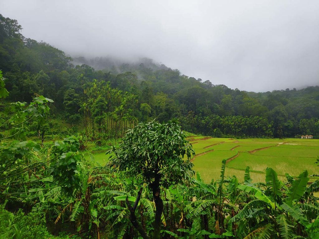 A view of shola forest as seen on Kodachadri Trek