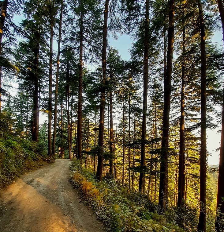 Kodia Forest, Kanatal Uttarakhand