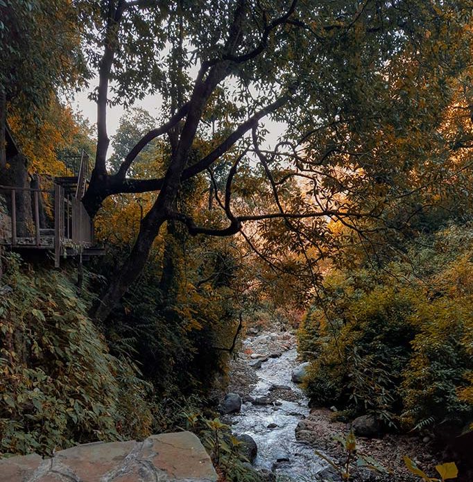 A stream of water flowing through a jungle.