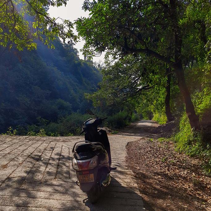 Trail going through a jungle